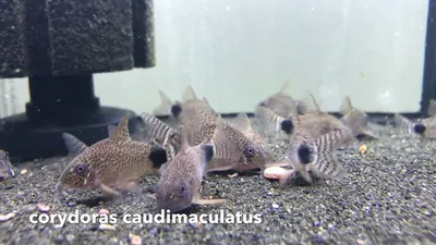Аквариумные рыбки сомики: коридорасы и самые маленькие сомики