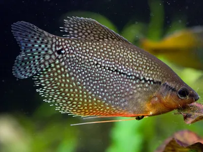 Какие рыбки могут жить без кислорода