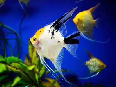 Какие виды аквариумных рыбок лучше заводить? Посмотреть виды аквариумных  рыбок с фото. | Ставрополь