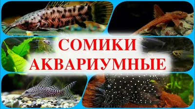 Сомики аквариумные виды - YouTube