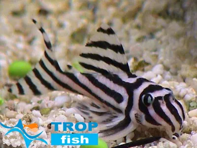 Гіпанциструс Зебра L046 (самець) | L Сомы | Каталог | TropFish – здоровые  аквариумные рыбки оптом с быстрой доставкой по Украине.