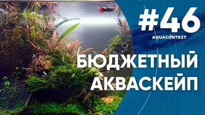 Бюджетный акваскейп #Aquacontest - YouTube