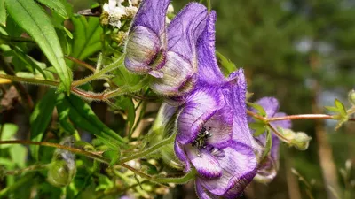 Ведьмин цветок растение - 45 фото