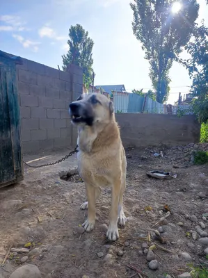 Бойцовский Чистокровный Алабай 2 года зовут | 200 USD | Собаки Бишкек ᐈ  lalafo.kg | 24 Апрель 2023 03:19:13