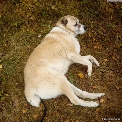 Алабай: фото, описание породы, характеристики собаки - Purina ONE®