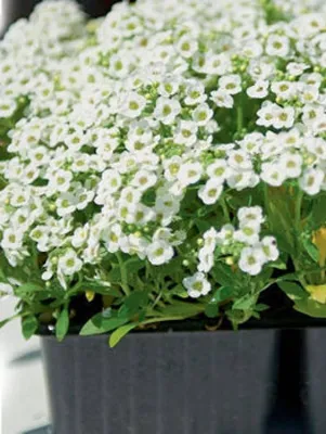 Алиссум Бимбо белый - фото урожая, цены, отзывы и особенности выращивания