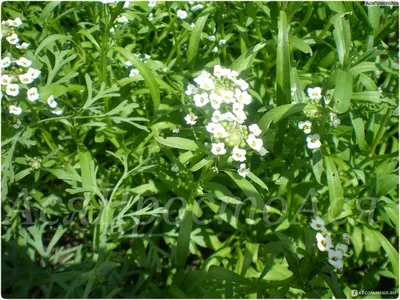 Семена Алиссум Бимбо белый \"Огородное изобилие\" - «Я обойду в саду свои  цветочки, И нежный,тонкий аромат вдохну. Полью водой их накануне ночки. От  суеты душою отдохну*» | отзывы