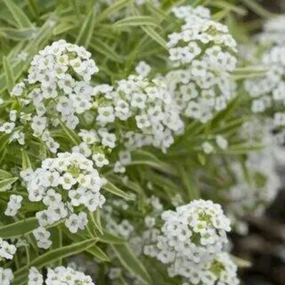 Рассада, срезка (свежие цветы) :: алиссум вегетативный белый (примавера  принцесс-вариегатный лист) объем 1л - От посадки до уборки