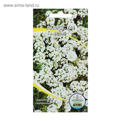 Семена цветов Алиссум белый, О, 0,1 г (4149275) - Купить по цене от 7.00  руб. | Интернет магазин SIMA-LAND.RU
