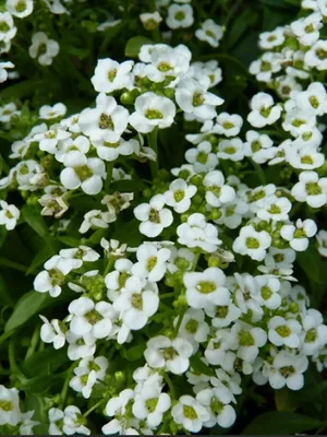 Семена цветов Алиссум Белое море (Ароматный сад) для клумб ПОИСК 61852730  купить в интернет-магазине Wildberries