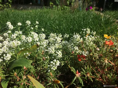 Семена цветов Алиссум \"Мэджик Циклес микс\" Поиск - «🌺Газонница приморская  цветет всё лето пышным ковром 💚Выращивание» | отзывы