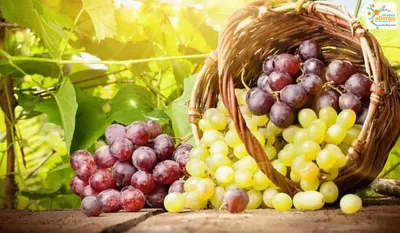 Аллергия на виноград и с чем ее едят - Все про аллергию