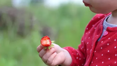 Аллергия на летние фрукты и ягоды у ребёнка - BubaGO