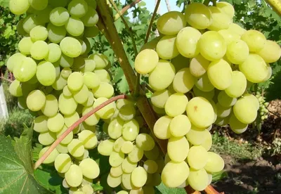 Виноград - польза и вред ягоды, состав и противопоказания.