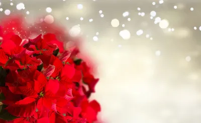 алые цветы пуансеттии или рождественская звезда границы на праздничном  серебряном фоне с копией пространства алый цветок пуансеттии или  рождественская звезда вектор И картинка для бесплатной загрузки - Pngtree
