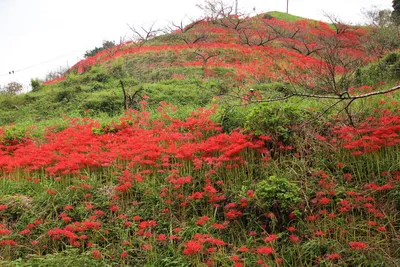 Почему японцев так пугают алые цветы ликориса | Япония глазами одного  гайджина | Дзен