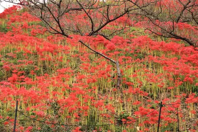 Почему японцев так пугают алые цветы ликориса | Япония глазами одного  гайджина | Дзен