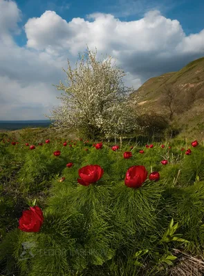 Алые цветы степи. Фотограф Лашков Фёдор