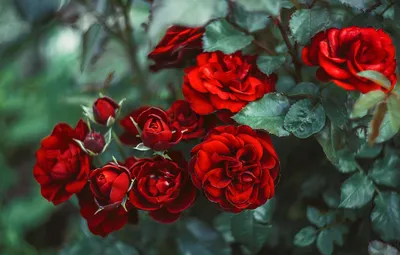 Обои розы, красные, алые, Андрей Рут картинки на рабочий стол, раздел цветы  - скачать