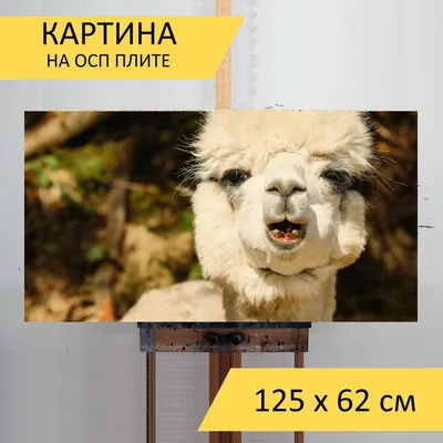 Картина на ОСП \"Альпака, животное, существо\", 125 x 62 см - купить по  низкой цене в интернет-магазине OZON
