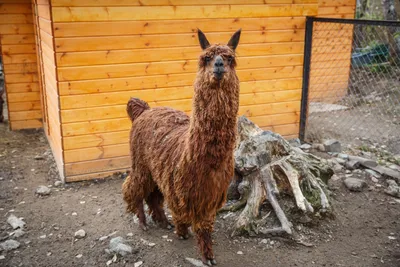 Альпака – Lama pacos. Экспозиция Конюшня. Сахалинский зооботанический парк.