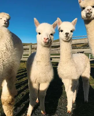 В Азербайджане появилась первая ферма по разведению альпака – животных с  уникальной шерстью - ФОТО | 1news.az | Новости