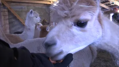 Эстонской ферме альпака – 10 лет: было 14 животных, стало 78 | Эстония | ERR