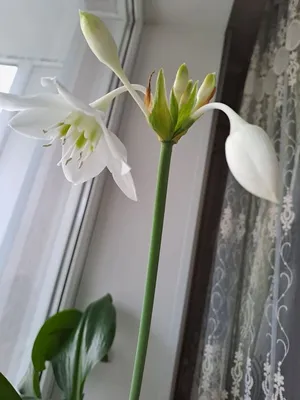 Амазонская лилия (эухарис) , большая взрослая луковица, сейчас цветёт. —  купить в Красноярске. Горшечные растения и комнатные цветы на  интернет-аукционе Au.ru