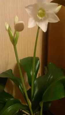 амазонская лилия белые Eucharis Grandiflora цветы Стоковое Фото -  изображение насчитывающей ñ†ð²ðµñ‚oðº, coð»ð½ðµñ‡ð½o: 223679788