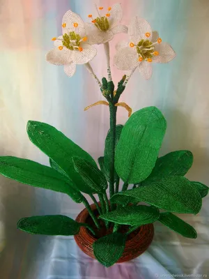 Эухарис (Амазонская лилия) / Мой домашний цветок