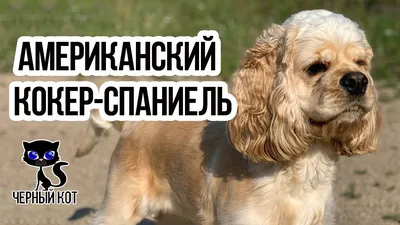 ✓ Американский кокер-спаниель – дружелюбная собака, полная оптимизма.  Описание породы - YouTube