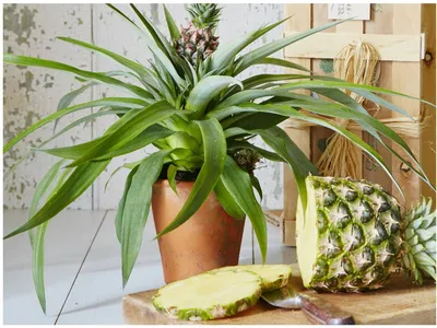 Как вырастить ананас в домашних условиях - Pahistahis.ru