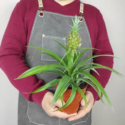 Как посадить ананас - пошаговая инструкция, как вырастить фрукт в горшке —  УНИАН
