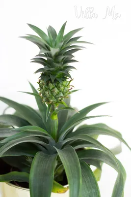 ANANAS АНАНАС Растение в горшке, 15 см - IKEA