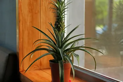 Почему болеет комнатный ананас? Уход в домашних условиях. Фото — Ботаничка