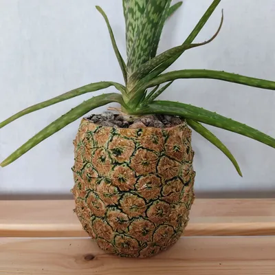 Как вырастить ананас в домашних условиях? Из верхушки (розетки). Фото —  Ботаничка