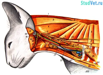 Анатомия кошки: мышцы, сосуды и нервы шеи