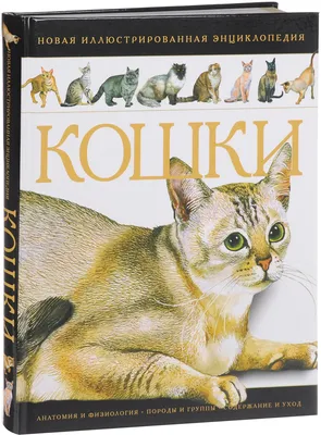 Анатомия домашней кошки - Purina.ru