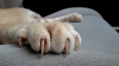 Фотография кошка Язык (анатомия) Животные белом фоне