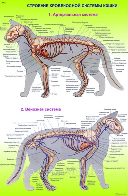 Плакаты Анатомия кошек (id 4137656)