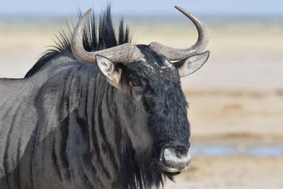 Трупы антилоп являются основой экосистемы Серенгети - Индикатор