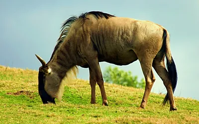 Картинка Антилопа гну » Антилопы » Животные » Картинки 24 - скачать  картинки бесплатно