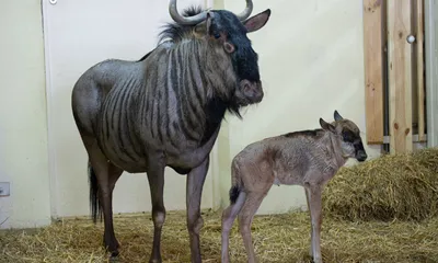 Казанский репортер: В казанском зоопарке теперь живет маленькая антилопа Бу  – новорожденная девочка