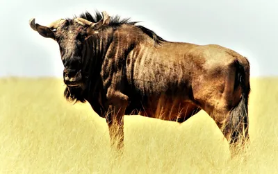 Эпичная битва антилопы гну со львицами - видео