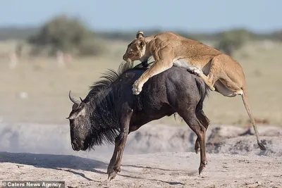 Материнский инстинкт. В Танзании львица отвела заблудившуюся антилопу  обратно в стадо (видео)