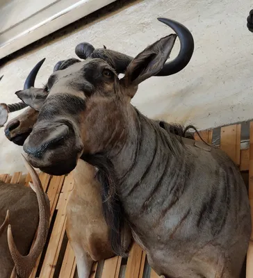 Купить голову голубой антилопы гну: 104 000 руб, цена в Краснодаре -  интернет-магазин Дикоед