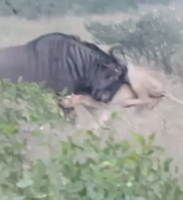 Яростная схватка антилопы гну с львицами попала на видео