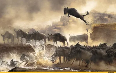 антилопа гну :: Красивые фотографии :: i believe i can fly :: animal art ::  красивые картинки :: удалённое - JoyReactor