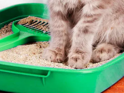 Глисты у кошки: признаки, симптомы и средства для лечения