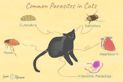 Кишечные паразиты у кошек - 74 фото